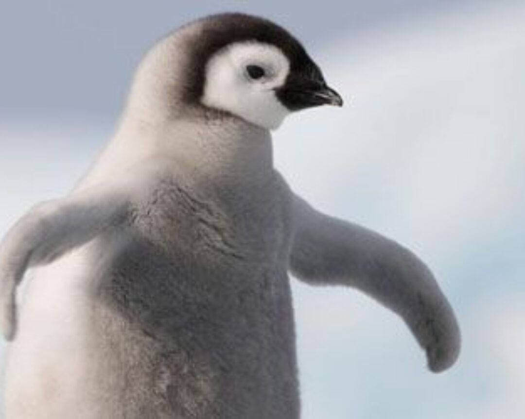googlepenguin20