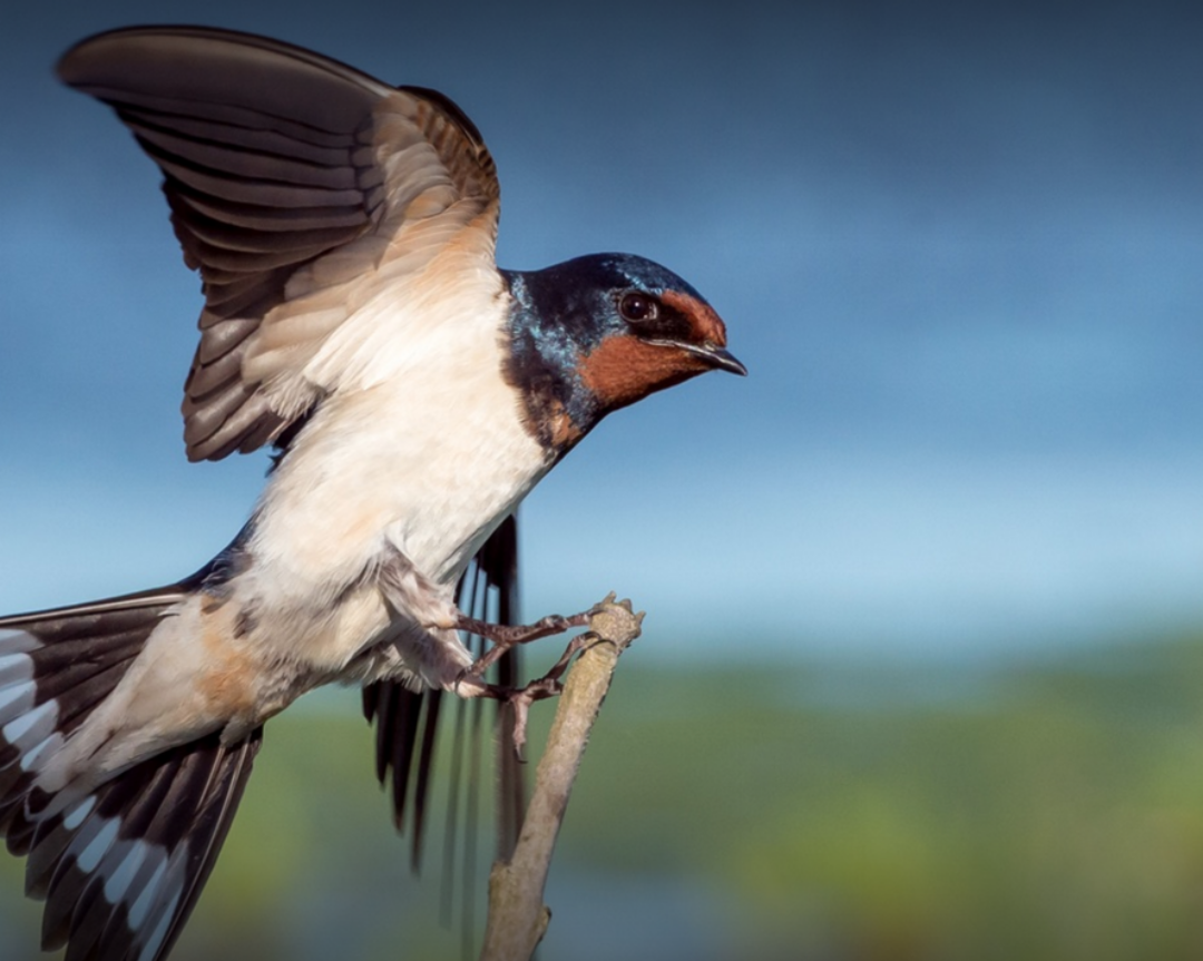 bird