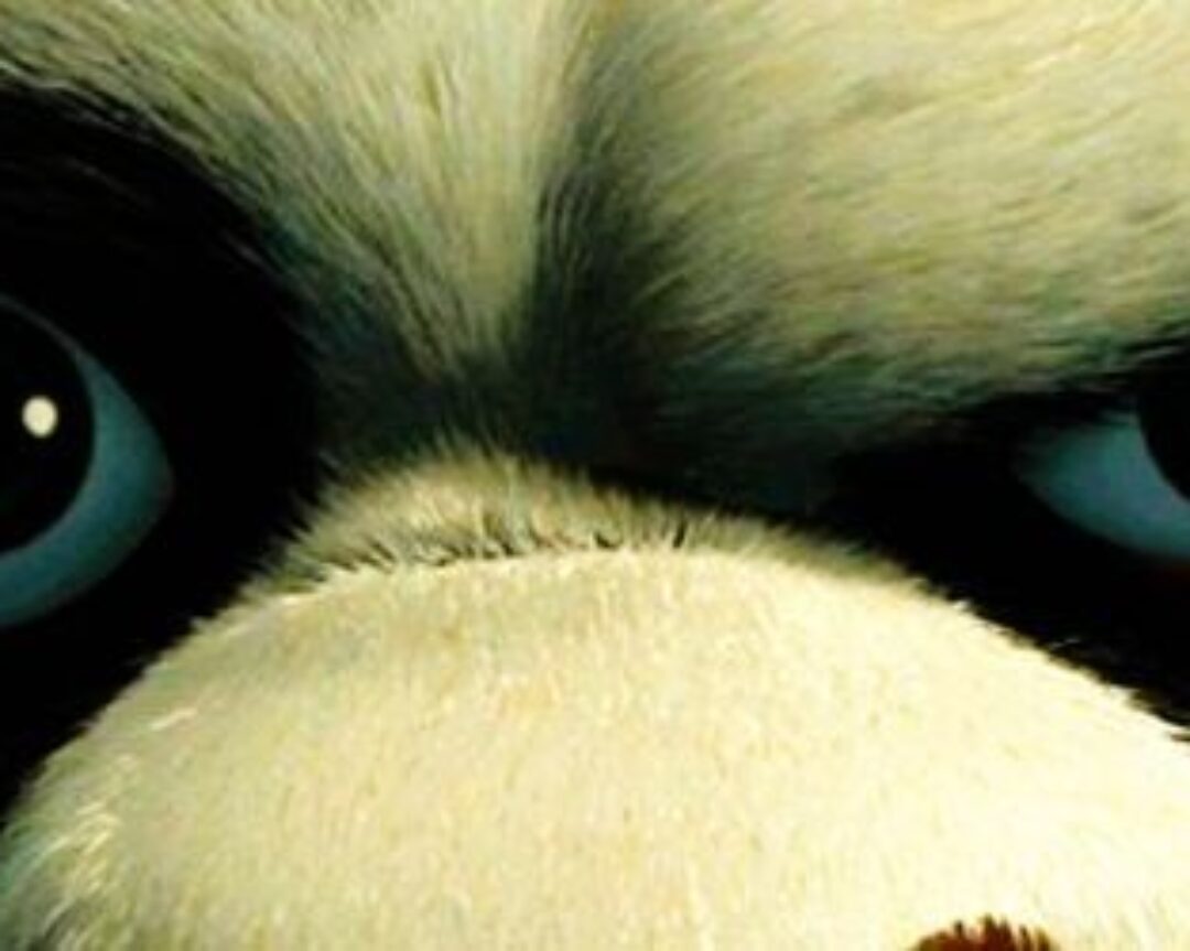 panda mirada