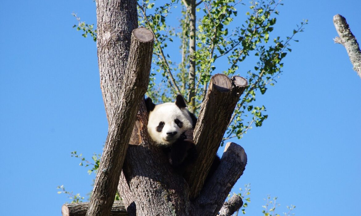 algoritmo panda en google