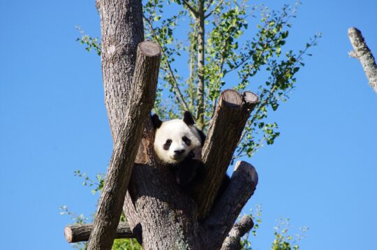 algoritmo panda en google