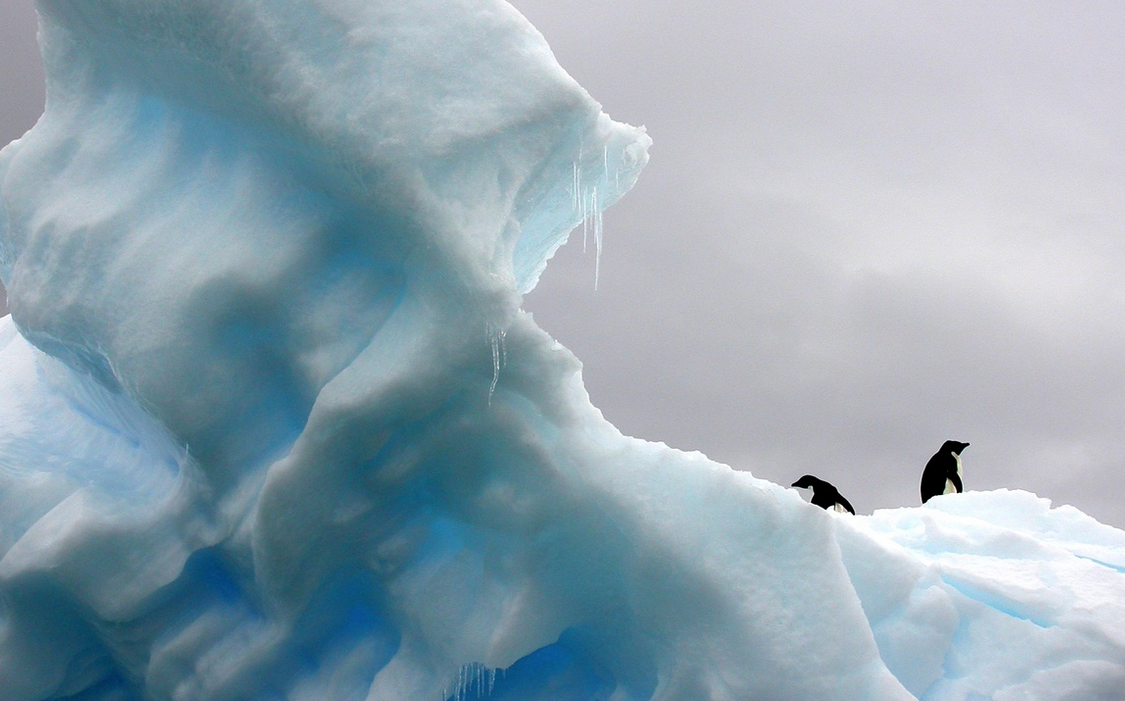 penguin