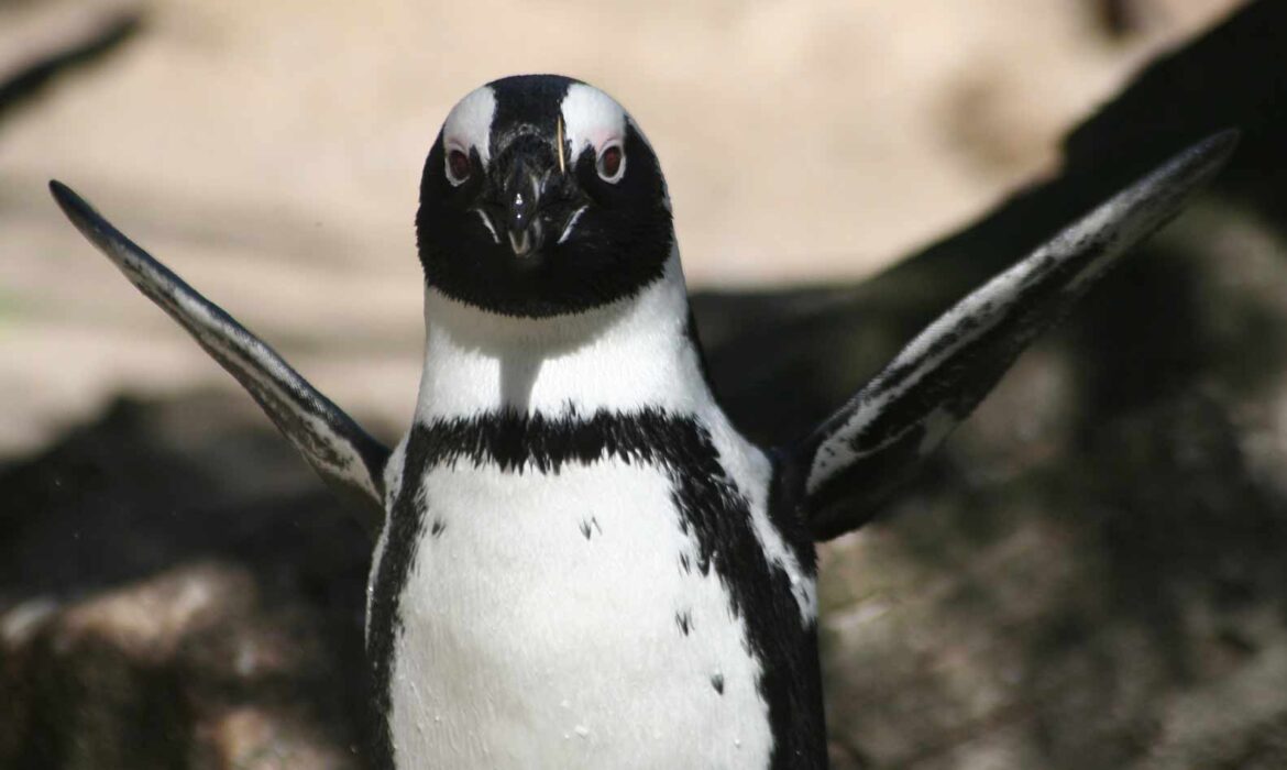 Google actualiza Penguin y lo integra en su algoritmo