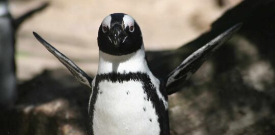 Google actualiza Penguin y lo integra en su algoritmo